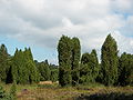 Gemeiner Wacholder (Juniperus communis)