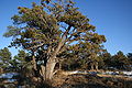 Alligator-Wacholder (Juniperus deppeana)