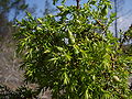 Zimbro (Juniperus navicularis)