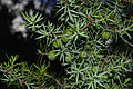 Stech-Wacholder (Juniperus oxycedrus)