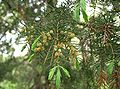 Igel-Wacholder (Juniperus rigida)
