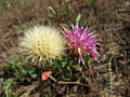 Sand-Silberscharte (Jurinea cyanoides)