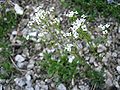 Felsen-Kugelschötchen (Kernera saxatilis)