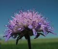 Acker-Witwenblume (Knautia arvensis)