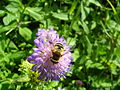 Wald-Witwenblume (Knautia dipsacifolia)