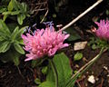 Ungarische Witwenblume (Knautia drymeia)