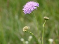 Jura-Witwenblume (Knautia godetii)