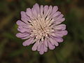 Knautia integrifola