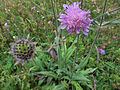 Langblatt-Witwenblume (Knautia longifolia)