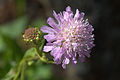 Midzor-Witwenblume (Knautia midzorensis)