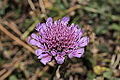 Knautia nevadensis