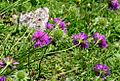 Ambretta di Ressmann (Knautia ressmannii)