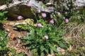 Samtige Witwenblume (Knautia velutina)