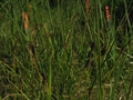 Zweiteilige Schuppensegge (Kobresia simpliciuscula)