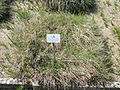 Zierliches Schillergras (Koeleria macrantha)