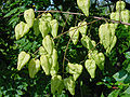 Blasenesche (Koelreuteria paniculata)