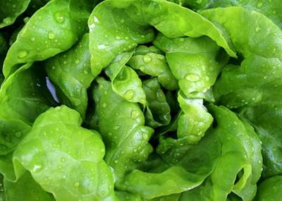 Kopfsalat (Lactuca sativa Butterhead-Gruppe)