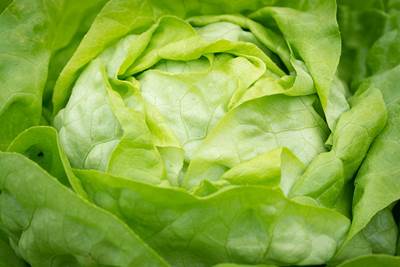 Kopfsalat (Lactuca sativa Butterhead-Gruppe)