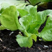 Kopfsalat (Lactuca sativa Butterhead-Gruppe)