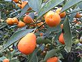 Kumquats (Fortunella)
