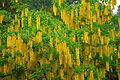 Alpen-Goldregen (Laburnum alpinum)