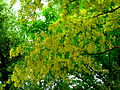 Gemeiner Goldregen (Laburnum anagyroides)