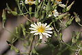 Indian Lettuce (Lactuca indica)