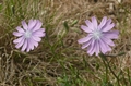 Blauer Lattich (Lactuca perennis)