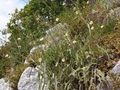 Weiden-Lattich (Lactuca saligna)