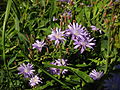 Tataren-Lattich (Lactuca tatarica)