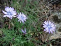 Zarter Lattich (Lactuca tenerrima)