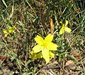 Ruten-Lattich (Lactuca viminea)