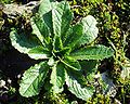 Gift-Lattich (Lactuca virosa)