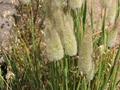 Samtgras (Lagurus ovatus)