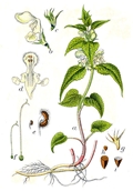 Weiße Taubnessel (Lamium album)