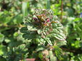 Stängelumfassende Taubnessel (Lamium amplexicaule)