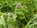 Lamium coutinhoi