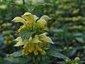 Goldnessel (Lamium galeobdolon)