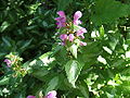 Gefleckte Taubnessel (Lamium maculatum)