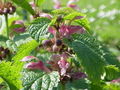 Riesen-Taubnessel (Lamium orvala)