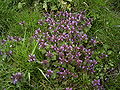 Purpurrote Taubnessel (Lamium purpureum)