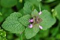 Bastard-Taubnessel (Lamium purpureum var. hybridum)