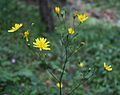 Gemeiner Rainkohl (Lapsana communis)