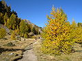 Europäische Lärche (Larix decidua)