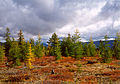 Dahurische Lärche (Larix gmelinii)