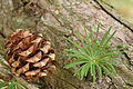 Japanische Lärche (Larix kaempferi)