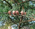 Ostamerikanische Lärche (Larix laricina)