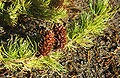 Westamerikanische Lärche (Larix occidentalis)
