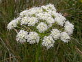 Rauhaar-Laserkraut (Laserpitium halleri)