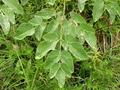 Breitblättriges Laserkraut (Laserpitium latifolium)